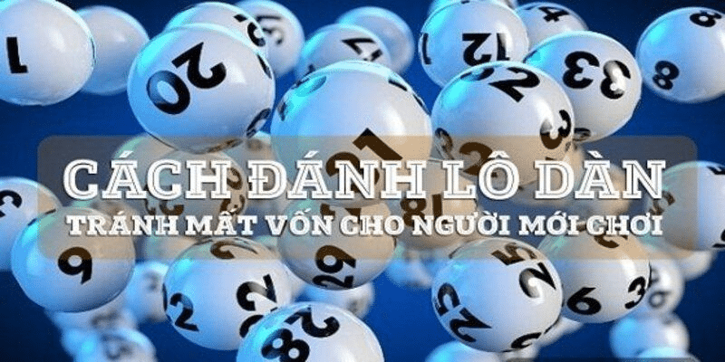 Cách nuôi dàn đề đặc biệt hiệu quả